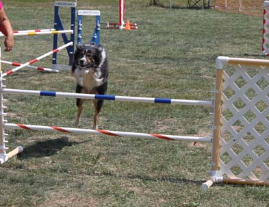 arwen border collie jump agility